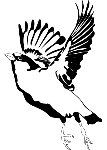 Sparrow In Flight Coloring Page